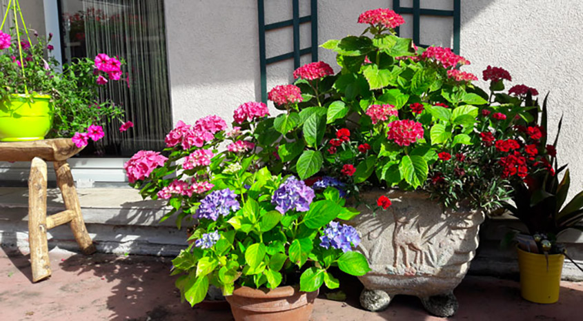 hortensia en pot sur un balcon soleil du matin